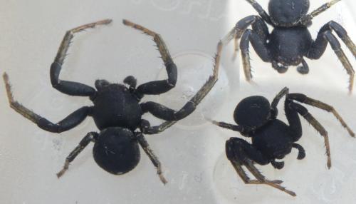 Bassaniodes robustus